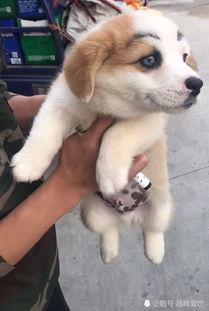 网红小狗视频,网红小狗视频带你领略萌犬魅力