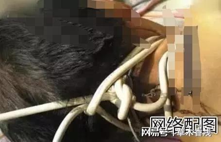 勒死图片,揭秘网络勒索背后的黑暗真相